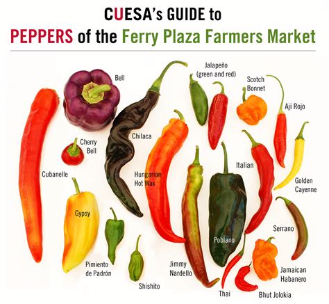 Identifying chillies. Things To Know About Identifying chillies. 